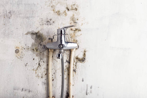 Best Emergency Mold Removal  in Eureka Springs, AR