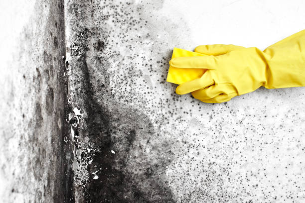 Best Fast Mold Removal  in Eureka Springs, AR