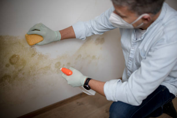 Best Fast Mold Removal  in Eureka Springs, AR