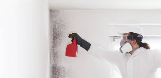 Best Office Mold Removal Services  in Eureka Springs, AR
