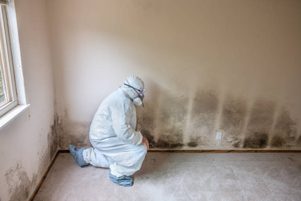 Certified Mold Removal in Eureka Springs, AR