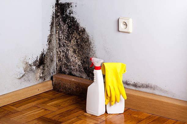 Best Crawl Space Mold Removal  in Eureka Springs, AR